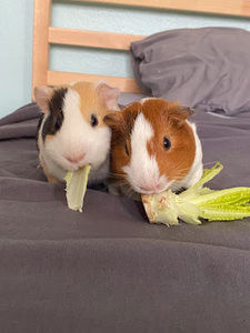 Meet your Posher, Allison